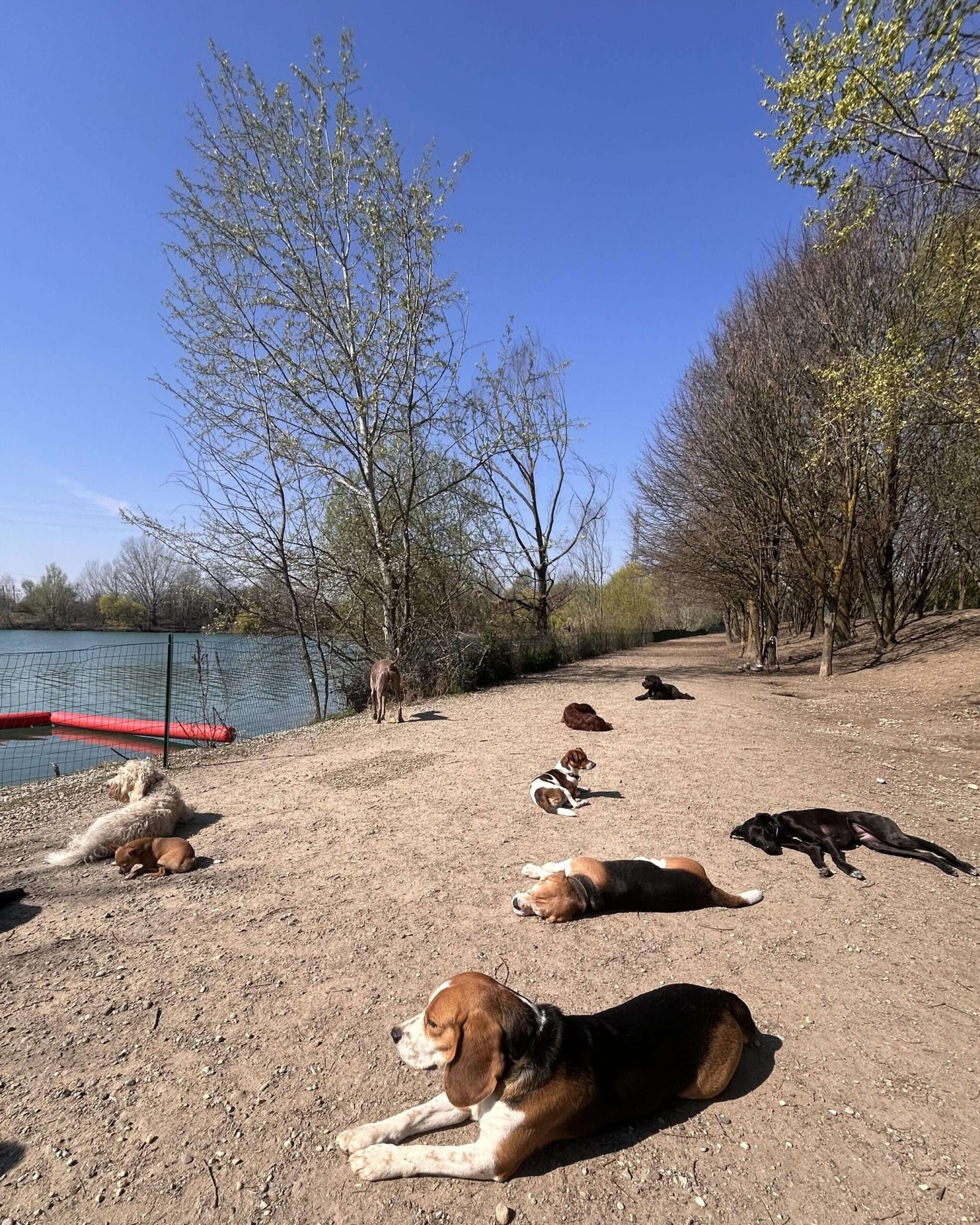 Vita Quotidiana nel bosco,
nel lago, in libertà